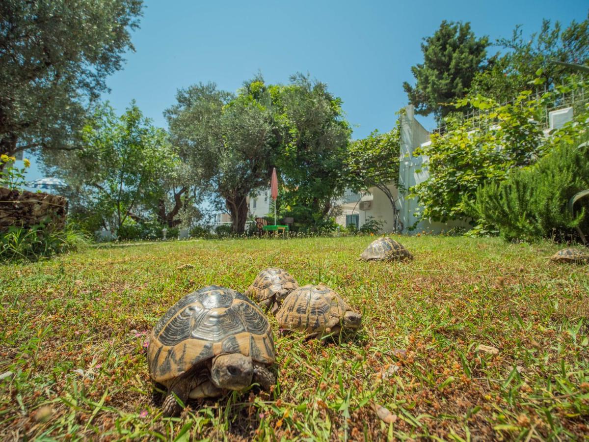 The Turtles Garden Villa Becici  Exterior photo